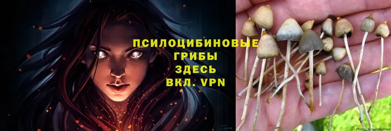 Псилоцибиновые грибы мицелий  Белогорск 