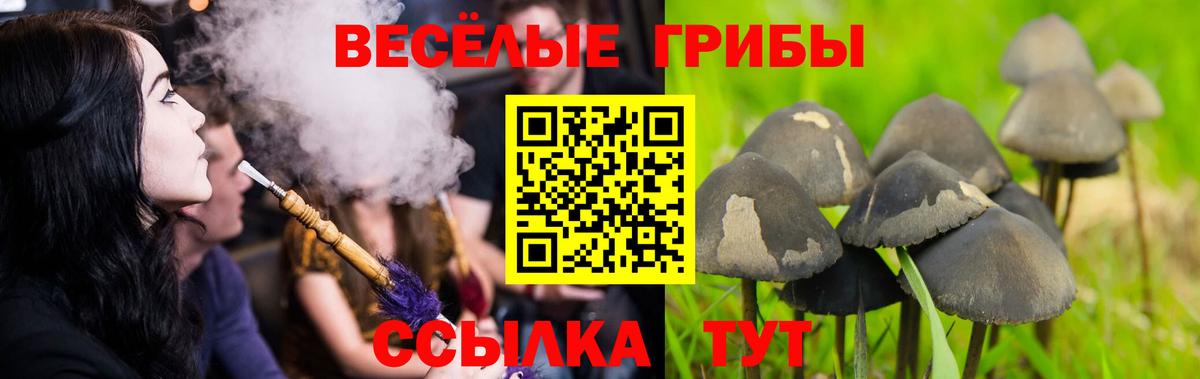 Псилоцибиновые грибы Psilocybe Белогорск